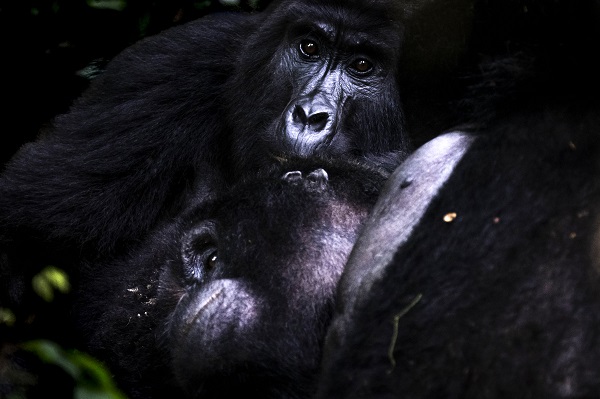 Foto - Yağmur ormanının sevimli üyeleri