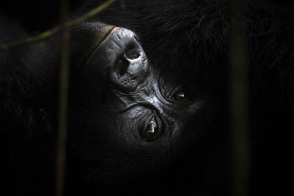 Foto - Yağmur ormanının sevimli üyeleri
