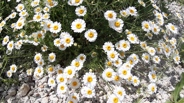 Foto - Yağmur sonrası renk cümbüşü