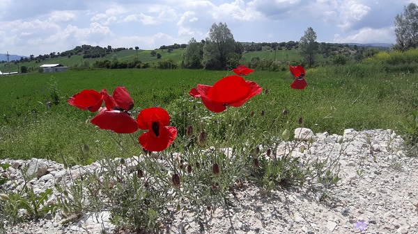 Foto - Yağmur sonrası renk cümbüşü