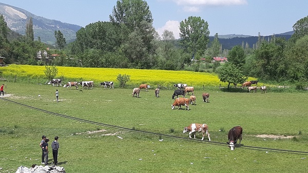 Foto - Yağmur sonrası renk cümbüşü