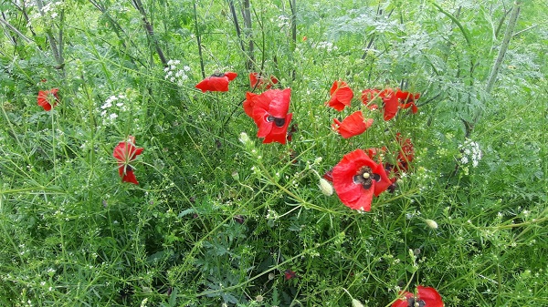 Foto - Yağmur sonrası renk cümbüşü