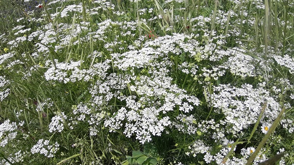 Foto - Yağmur sonrası renk cümbüşü