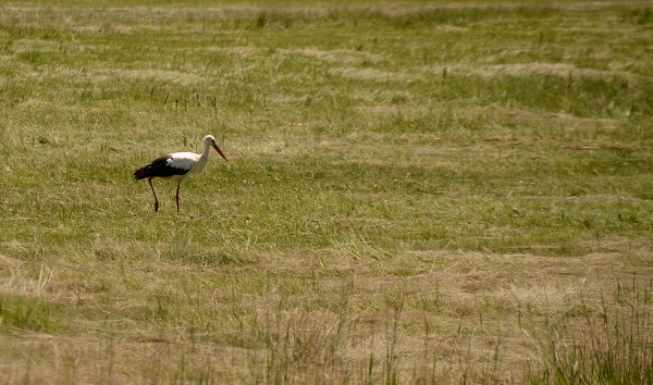 Foto - Yağmurlar dindi, doğa canlandı
