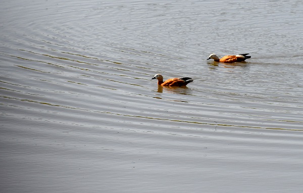 Foto - Yağmurlar dindi, doğa canlandı