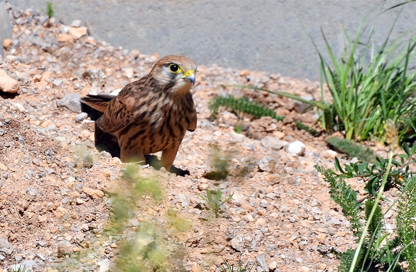 Foto - Yağmurlar dindi, doğa canlandı