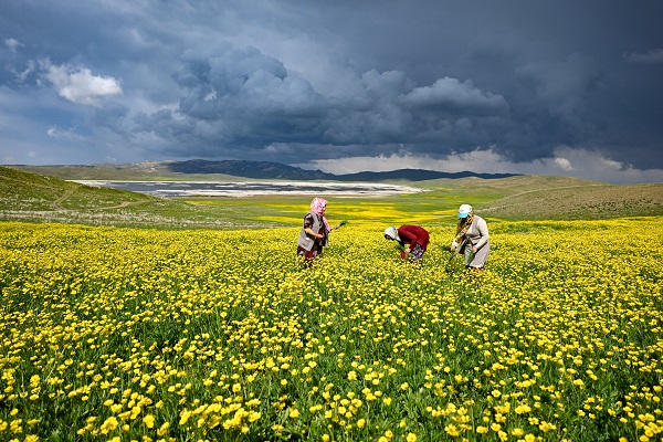 Foto - Yağmurlar doğayı renklendi