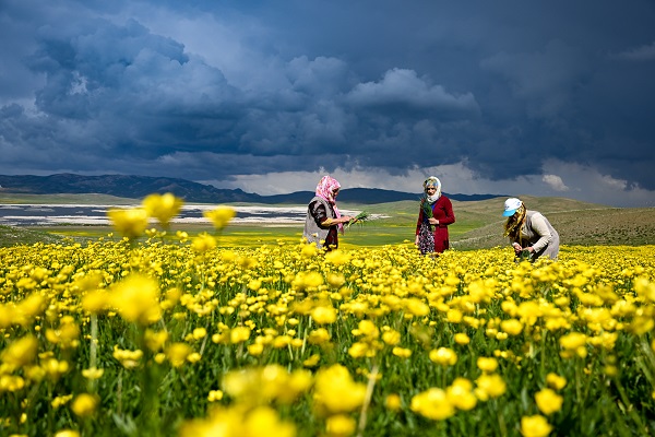 Foto - Yağmurlar doğayı renklendi