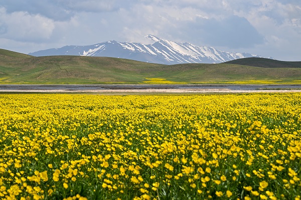Foto - Yağmurlar doğayı renklendi