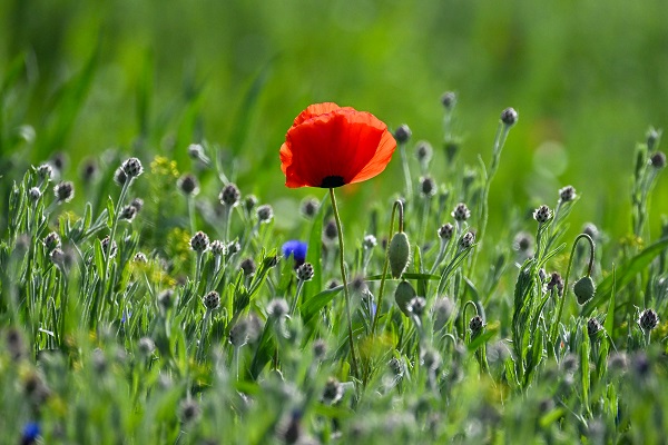 Foto - Yağmurlar doğayı renklendi