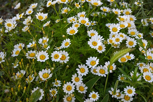 Foto - Yağmurlar doğayı renklendi
