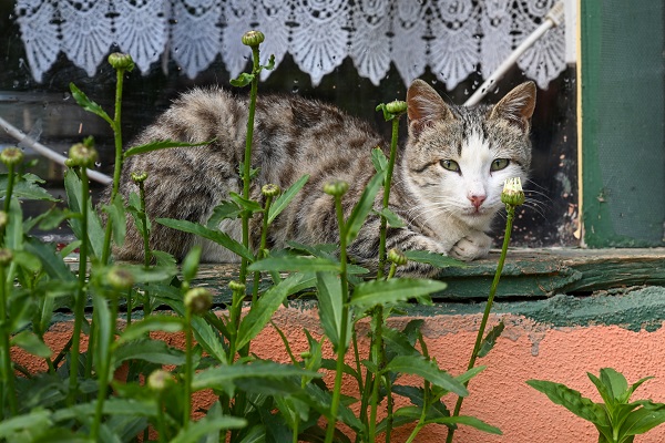 Foto - Yağmurlar doğayı renklendi
