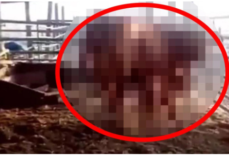 Foto - Yahudiler Kızıl Düve kehanetini gerçekleştirmek için bunu bekliyormuş! Türkiye detayı ortaya çıktı