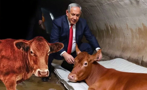Foto - Yahudiler Kızıl Düve kehanetini gerçekleştirmek için bunu bekliyormuş! Türkiye detayı ortaya çıktı