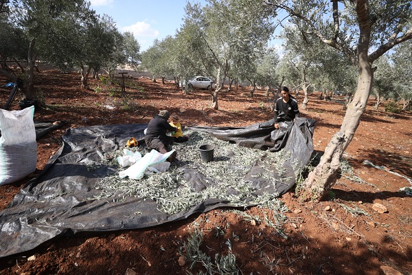 Foto - Yahudilerin baskıları altında hasat 