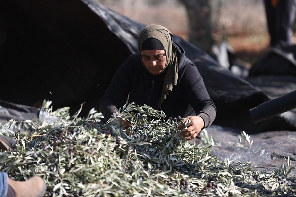 Foto - Yahudilerin baskıları altında hasat 