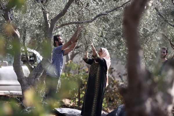 Foto - Yahudilerin baskıları altında hasat 