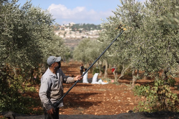 Foto - Yahudilerin baskıları altında hasat 