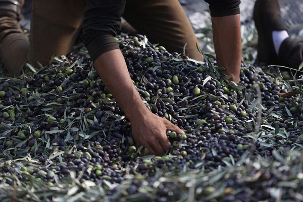 Foto - Yahudilerin baskıları altında hasat 