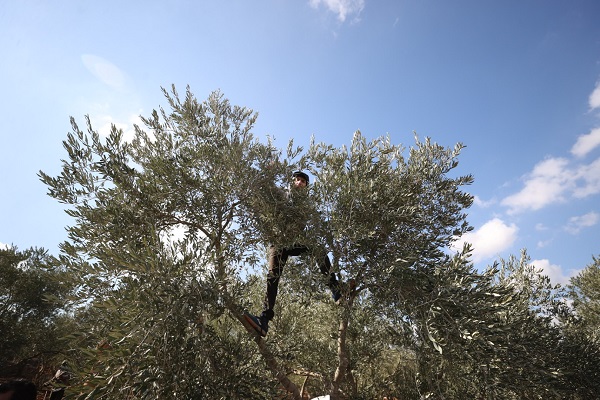 Foto - Yahudilerin baskıları altında hasat 