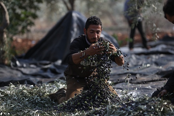 Yahudilerin baskıları altında hasat 