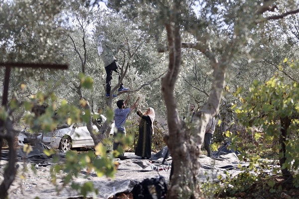 Foto - Yahudilerin baskıları altında hasat 