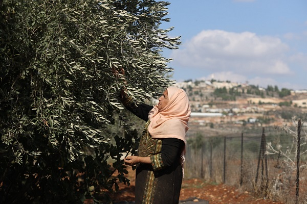 Foto - Yahudilerin baskıları altında hasat 