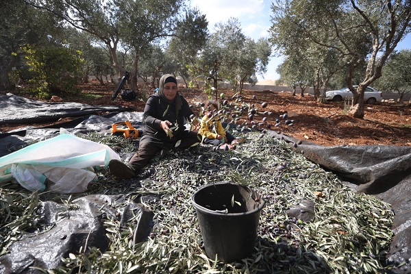 Foto - Yahudilerin baskıları altında hasat 