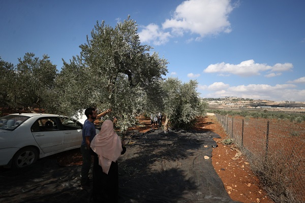 Foto - Yahudilerin baskıları altında hasat 