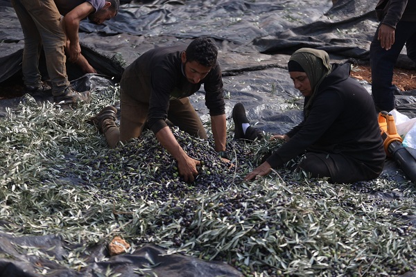 Foto - Yahudilerin baskıları altında hasat 