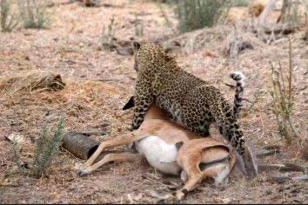 Foto - Yakaladığı avın hamile olduğunu anlayan çıtadan inanılmaz tepki!