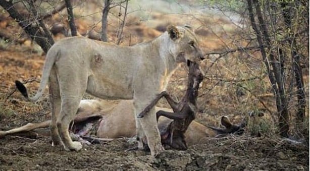 Foto - Yakaladığı avın hamile olduğunu anlayan çıtadan inanılmaz tepki!