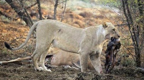 Foto - Yakaladığı avın hamile olduğunu anlayan çıtadan inanılmaz tepki!
