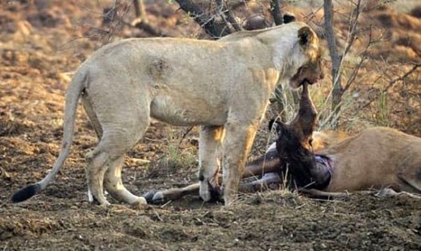 Foto - Yakaladığı avın hamile olduğunu anlayan çıtadan inanılmaz tepki!