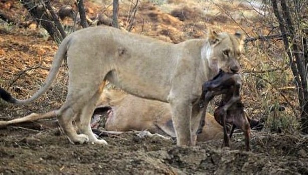 Foto - Yakaladığı avın hamile olduğunu anlayan çıtadan inanılmaz tepki!