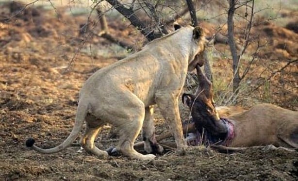Foto - Yakaladığı avın hamile olduğunu anlayan çıtadan inanılmaz tepki!