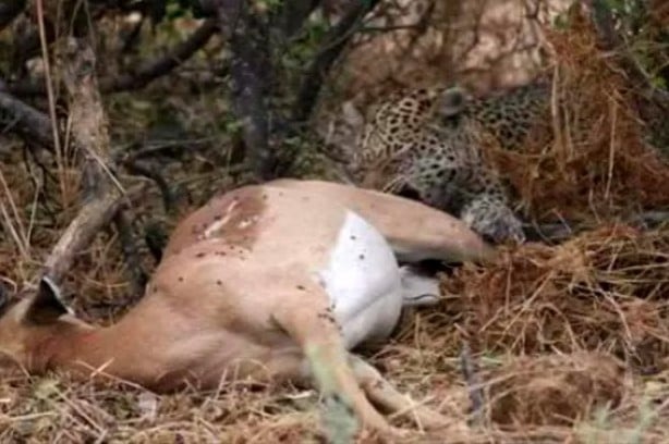Foto - Yakaladığı avın hamile olduğunu anlayan çıtadan inanılmaz tepki!
