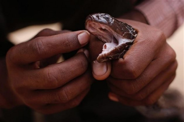 Yakalayıp dişlerini söküyorlar!