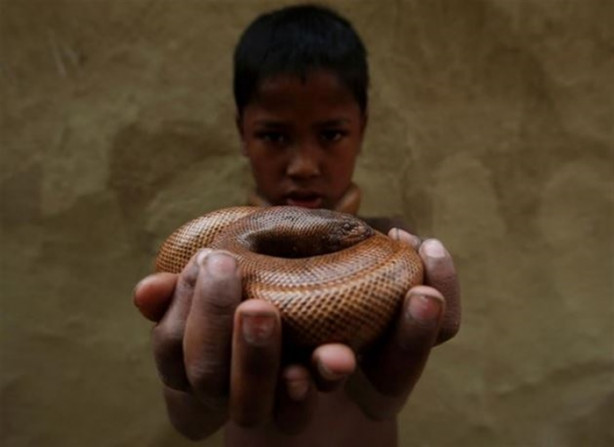 Foto - Yakalayıp dişlerini söküyorlar!