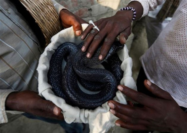 Foto - Yakalayıp dişlerini söküyorlar!