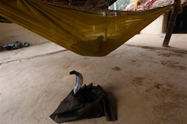 Foto - Yakalayıp dişlerini söküyorlar!