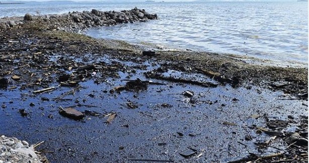 Foto - Yakıtınıza ortak olan bakteriler doğayı kurtaracak!