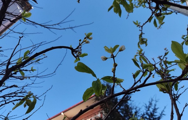 Foto - Yalancı bahar ağaçları kandırdı!