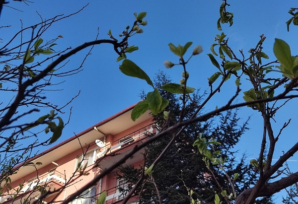 Foto - Yalancı bahar ağaçları kandırdı!