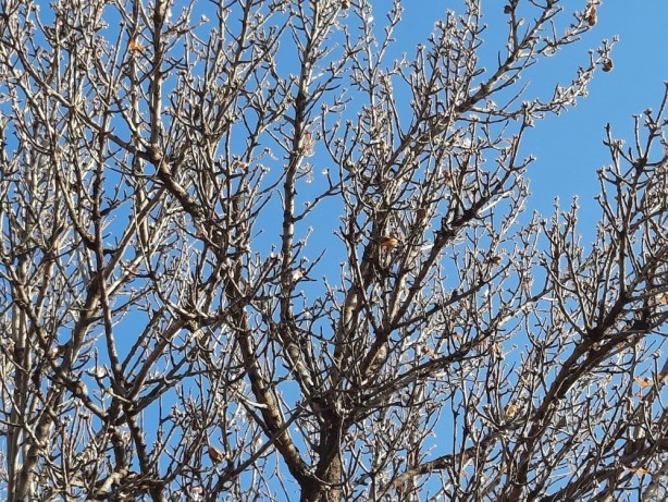 Foto - Yalancı bahara aldanan badem ağaçları çiçek açtı