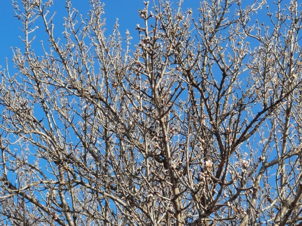 Foto - Yalancı bahara aldanan badem ağaçları çiçek açtı