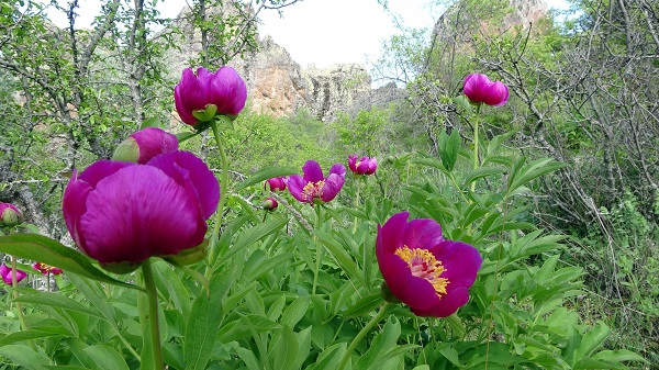 Foto - Yalnızca 15 gün yaşıyor! Bu çiçeğin faydasını duyduğunuzda şaşıracaksınız
