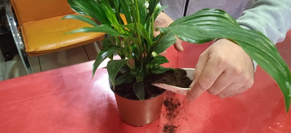 Foto - Yalnızca insanlar değil onlar da etkileniyor! Mevsim geçişlerinde çiçeklere nasıl bakılmalı? 