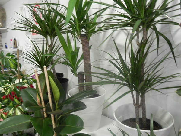 Foto - Yalnızca insanlar değil onlar da etkileniyor! Mevsim geçişlerinde çiçeklere nasıl bakılmalı? 