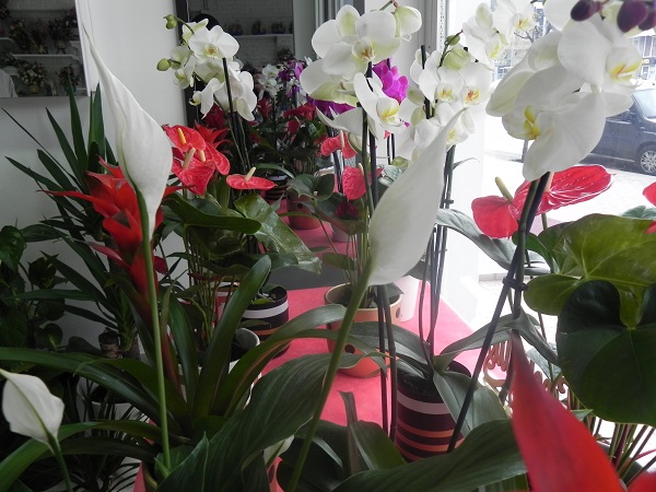 Yalnızca insanlar değil onlar da etkileniyor! Mevsim geçişlerinde çiçeklere nasıl bakılmalı? 